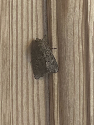 Flounced Rustic