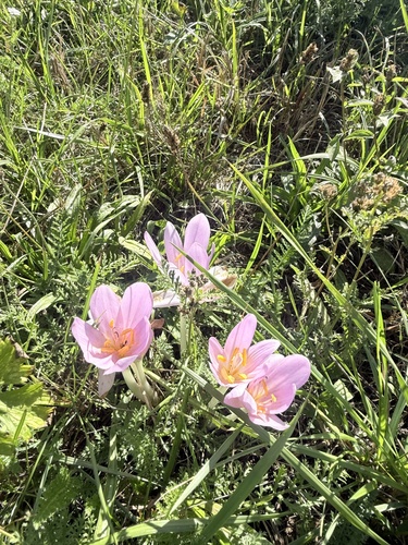 Autumn Crocus