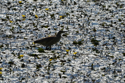 Squacco Heron