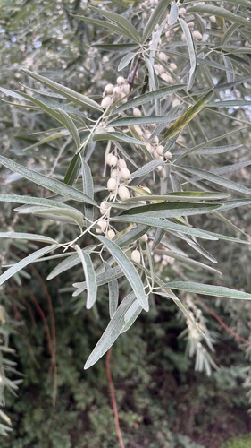 Russian olive