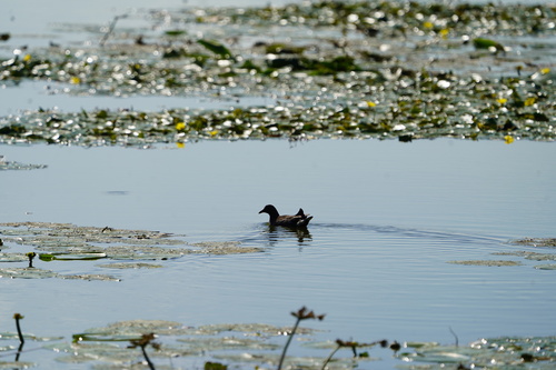 Eurasian Moorhen