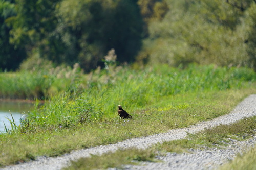 Western Marsh Harrier