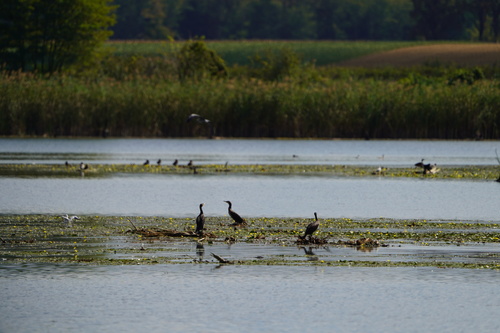 Great Cormorant