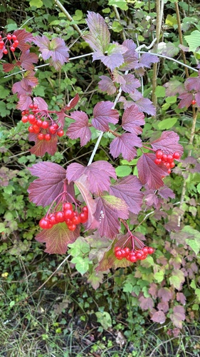 guelder-rose