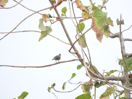 Spotted Dove