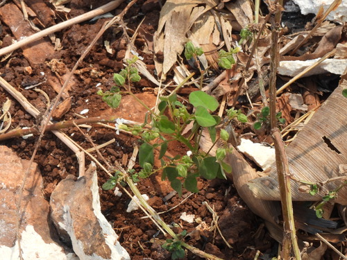 Lavender Sorrel