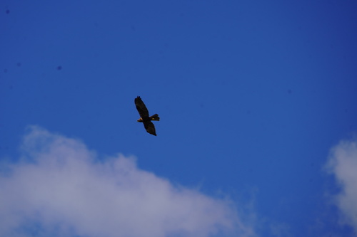 Western Marsh Harrier
