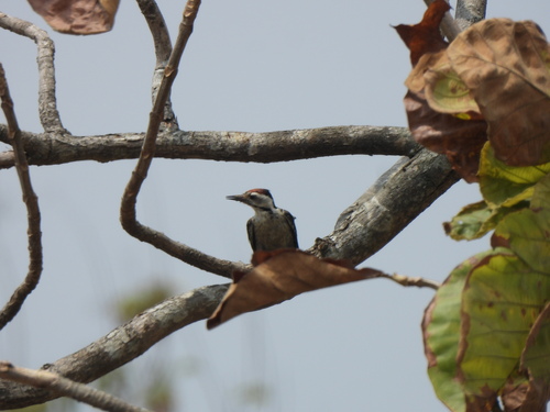 Freckle-breasted Woodpecker