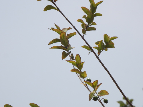 Common Tailorbird