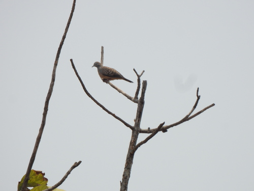 Zebra Dove