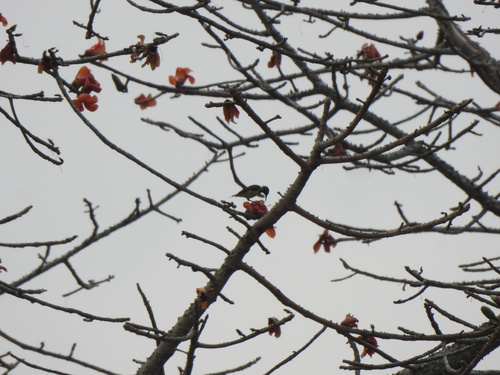 Brown-throated Sunbird