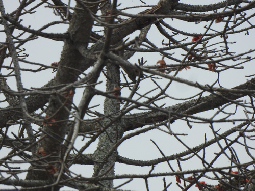 Plantain Squirrel