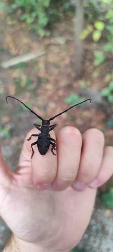 Morimus asper