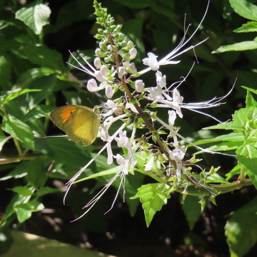 Yellow Orange Tip
