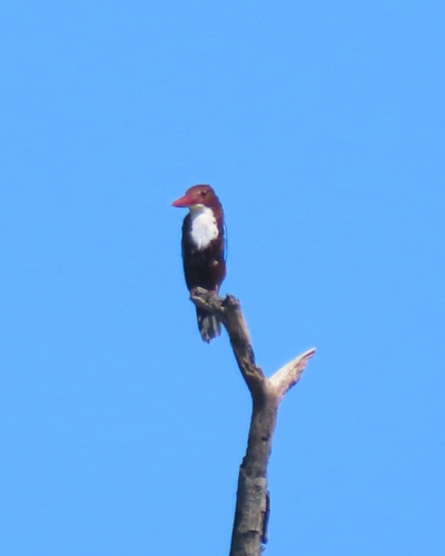 White-throated Kingfisher