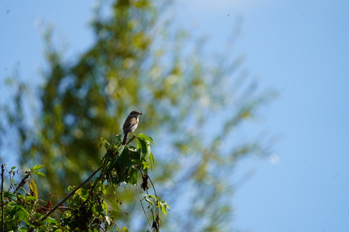 Red-backed Shrike