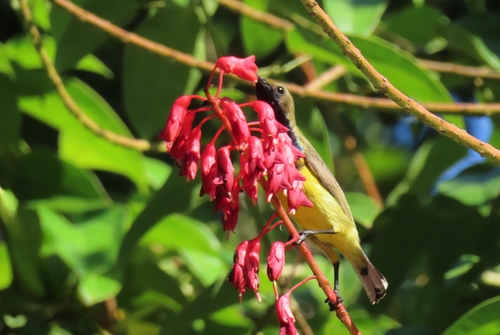 Ornate Sunbird