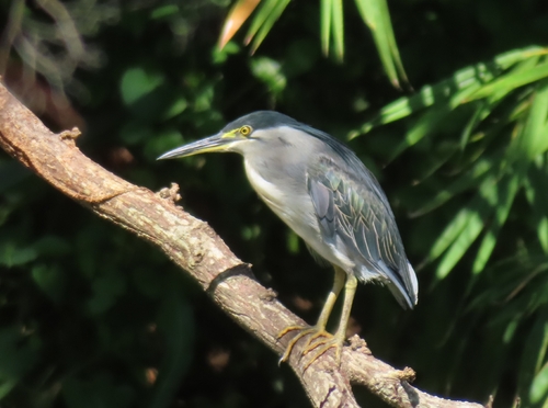 Little Heron