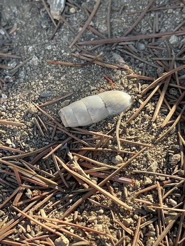 Decollate Snail