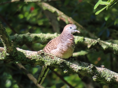 Zebra Dove