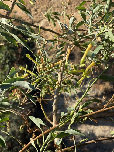tree tobacco