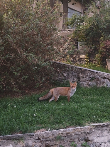 Red Fox