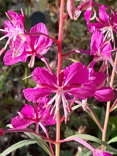 fireweed