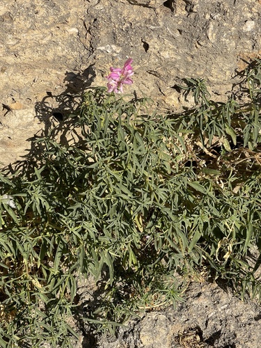 greater snapdragon