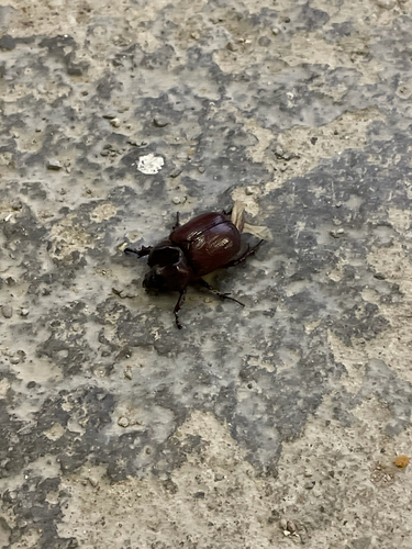 Phyllognathus excavatus
