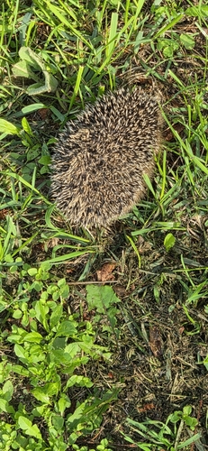 Common Hedgehog