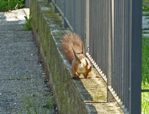 Eurasian Red Squirrel