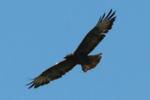 Common Buzzard