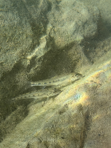 Common Gudgeon