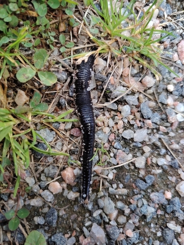 Horse Leech