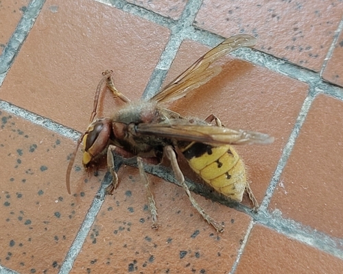 European Hornet