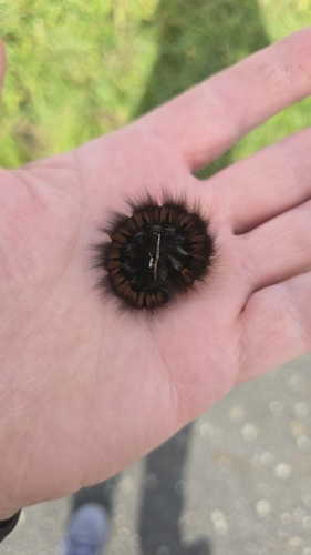 Fox Moth