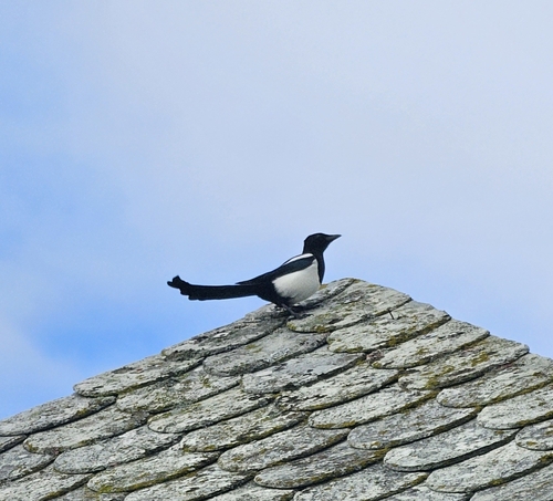 Eurasian Magpie