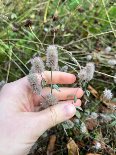 rabbitfoot clover