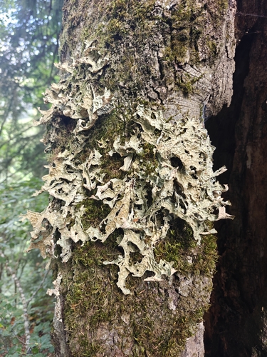 Tree Lungwort