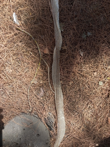 Ladder Snake