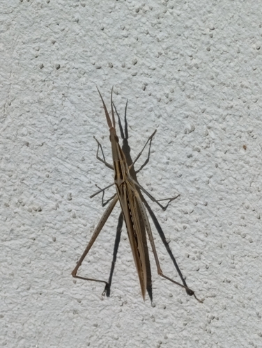 Mediterranean Slant-faced Grasshopper
