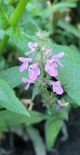 Marsh Woundwort