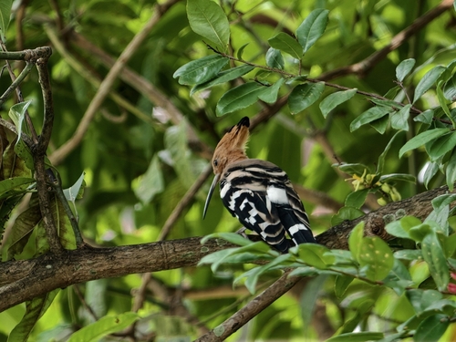 Common Hoopoe