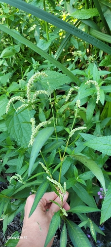 pale smartweed