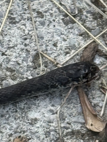 Green Whip Snake