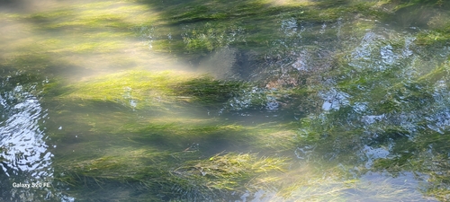 Fennel-leaf Pondweed