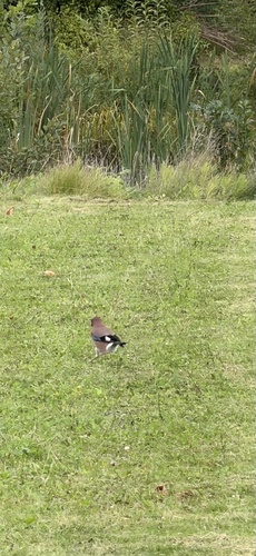 Eurasian Jay