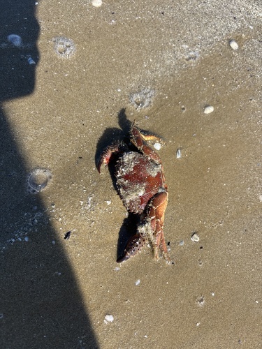 Warty Crab