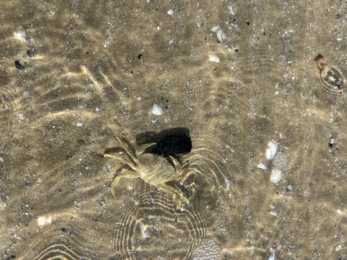 Mediterranean Green Crab