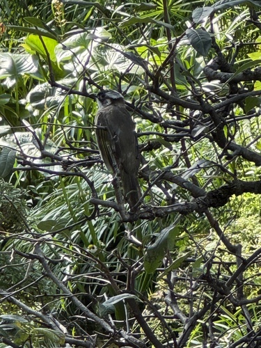 Light-vented Bulbul